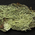 Usnea brasiliensis