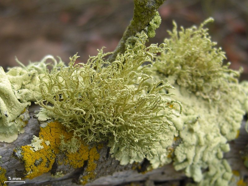 Usnea brattiae