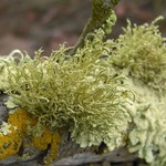 Usnea brattiae