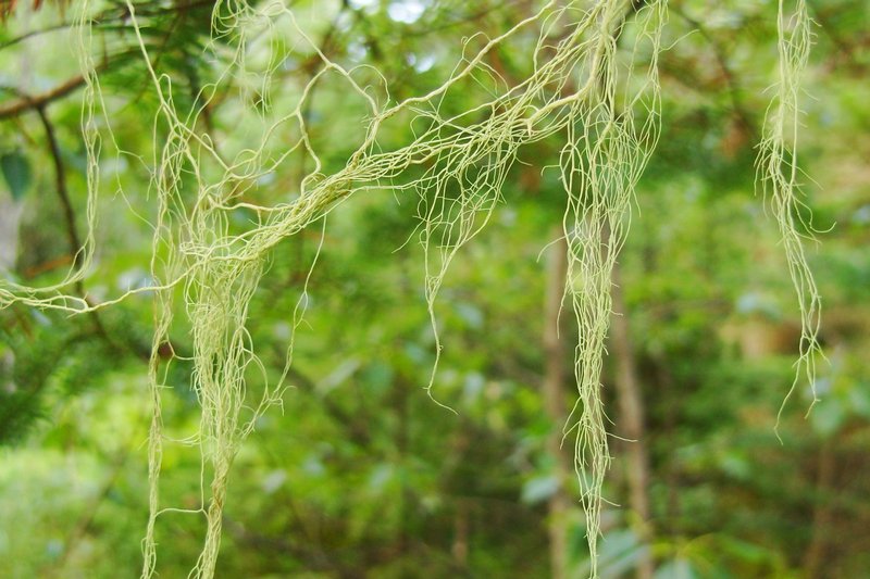 Usnea cavernosa