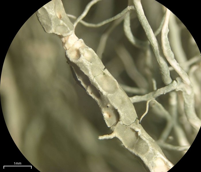 Usnea cavernosa