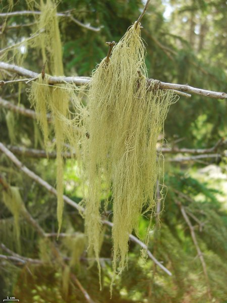 Usnea cavernosa