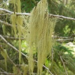 Usnea cavernosa