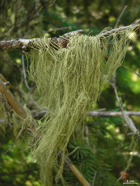 Usnea cavernosa