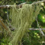 Usnea cavernosa