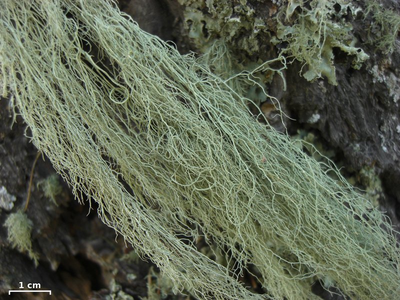 Usnea cavernosa