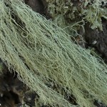 Usnea cavernosa