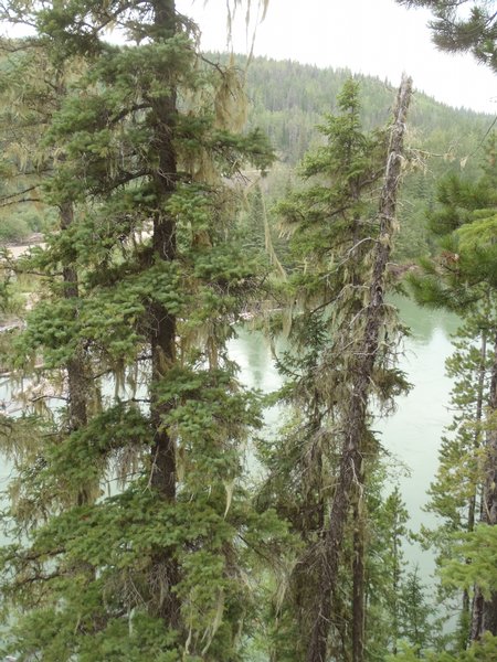 Usnea cavernosa