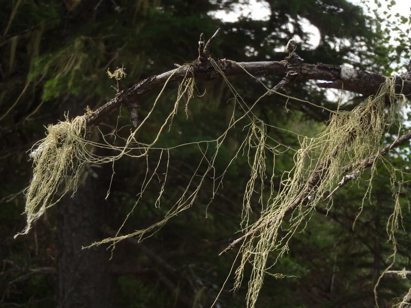 Usnea cavernosa