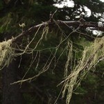 Usnea cavernosa