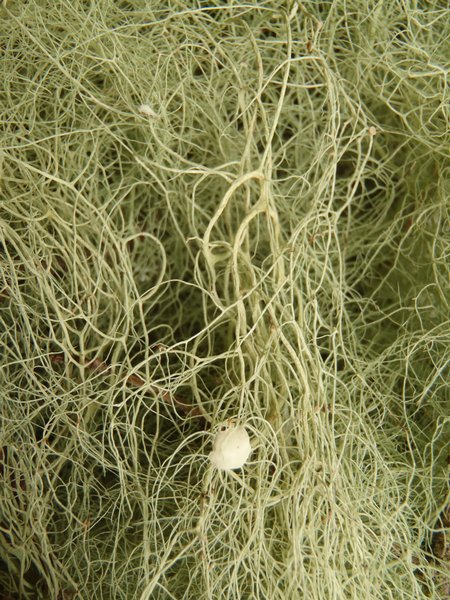 Usnea cavernosa