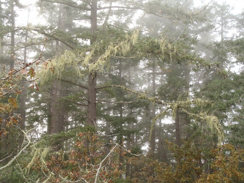 Usnea cavernosa