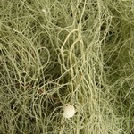 Usnea cavernosa