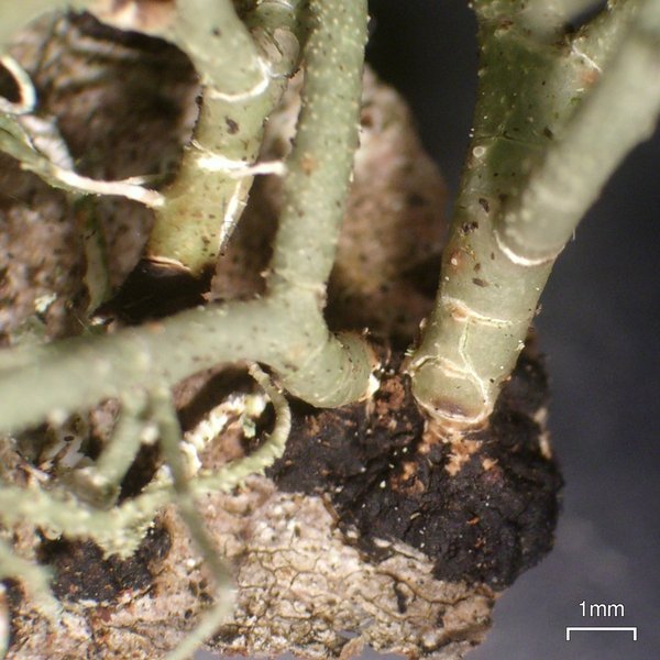 Usnea ceratina