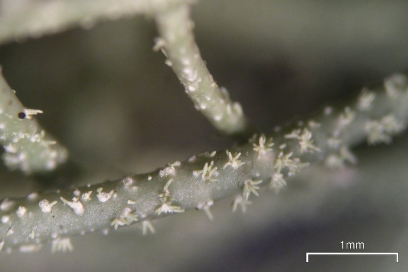 Usnea ceratina