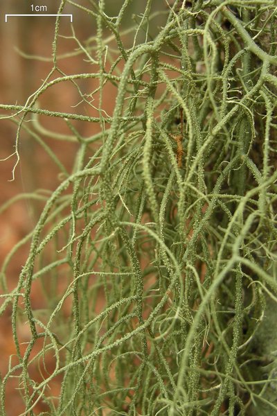 Usnea ceratina