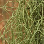 Usnea ceratina