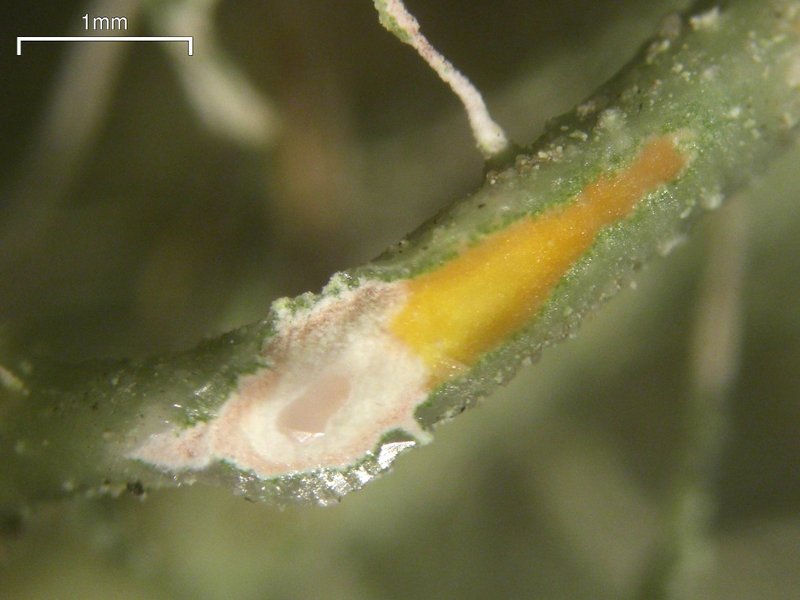 Usnea ceratina