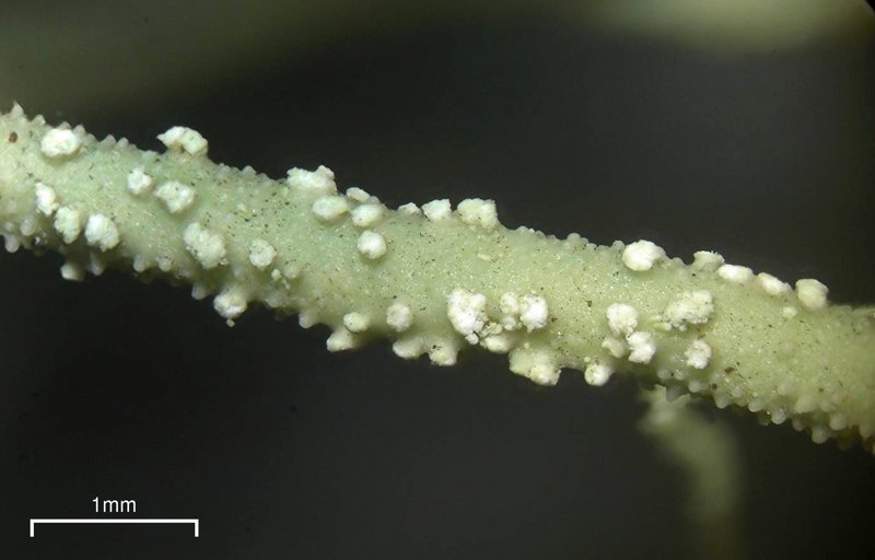 Usnea ceratina