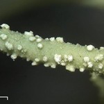 Usnea ceratina