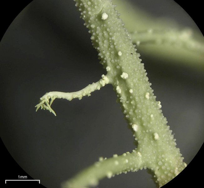 Usnea ceratina