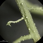 Usnea ceratina