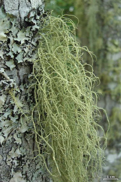 Usnea ceratina