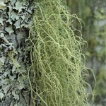 Usnea ceratina