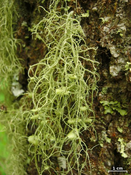 Usnea ceratina