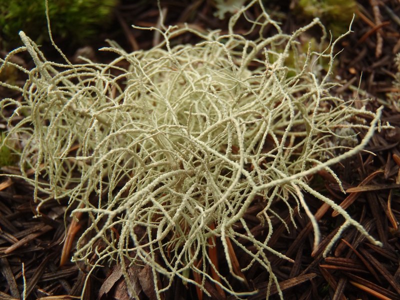 Usnea ceratina