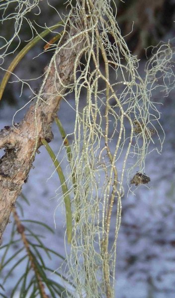 Usnea chaetophora