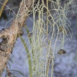 Usnea chaetophora