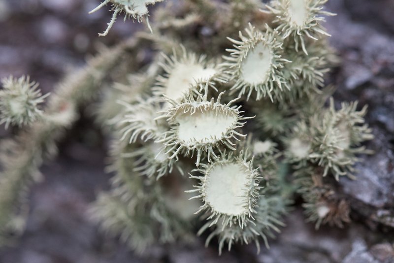 Usnea cirrosa