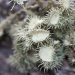 Usnea cirrosa