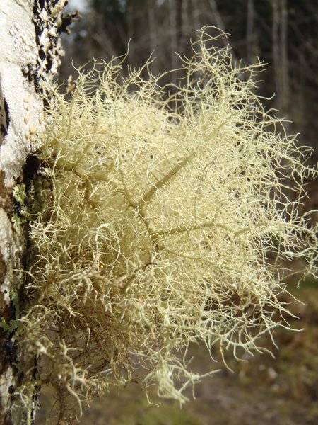 Usnea cornuta