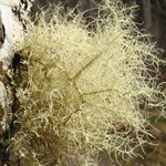 Usnea cornuta