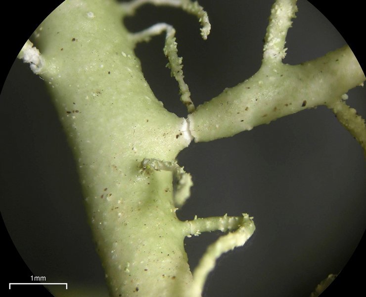 Usnea cornuta
