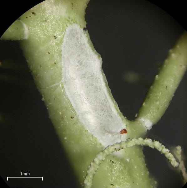 Usnea cornuta