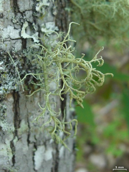 Usnea cornuta
