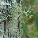 Usnea cornuta