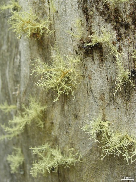 Usnea cornuta