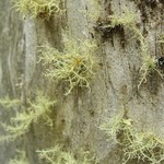 Usnea cornuta