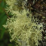 Usnea cornuta