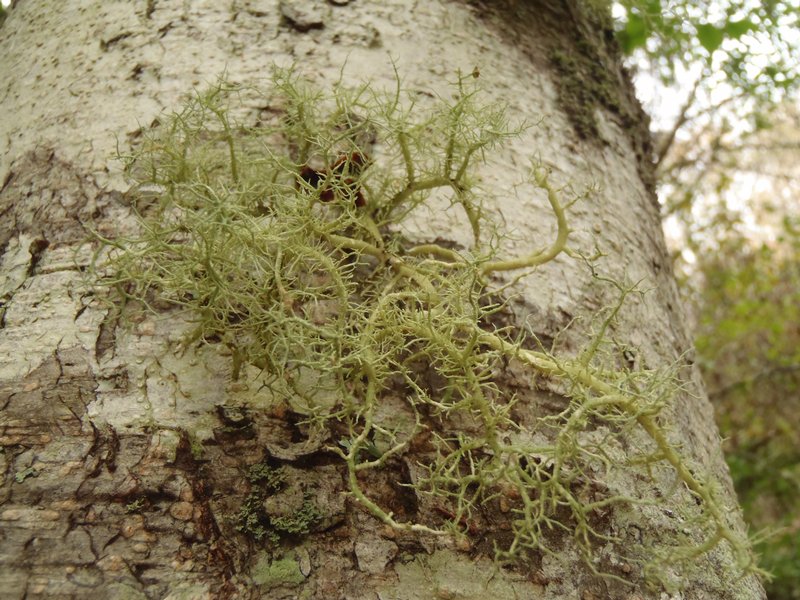 Usnea cornuta