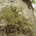 Usnea cornuta