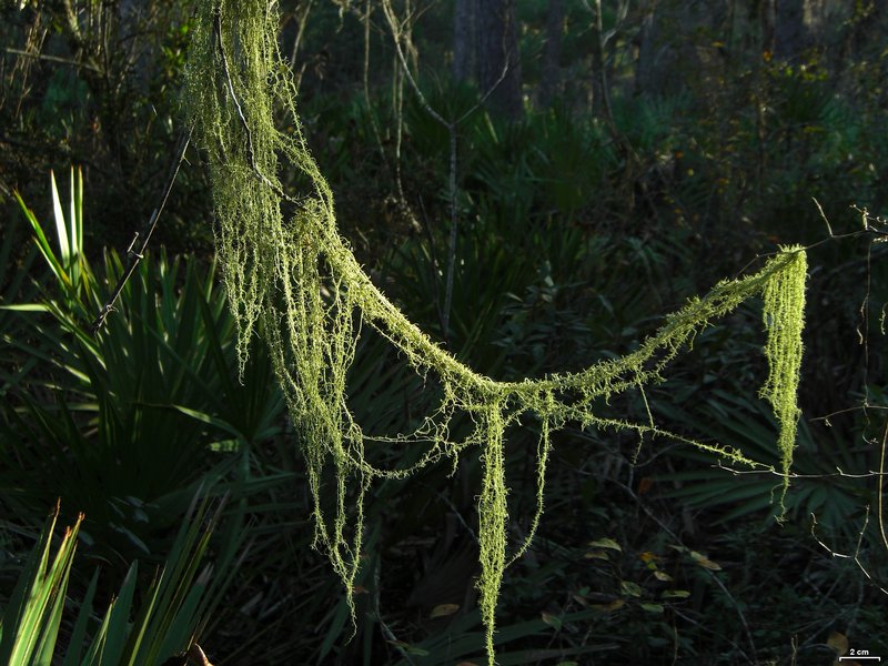 Usnea dimorpha