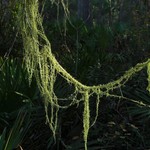 Usnea dimorpha