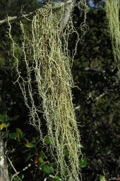 Usnea dimorpha