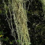 Usnea dimorpha