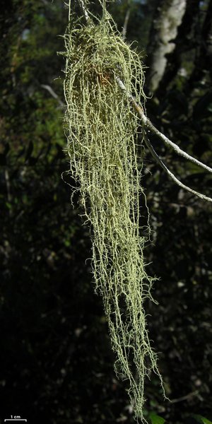 Usnea dimorpha